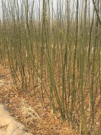 山東李滄區(qū)國槐小苗種植基地