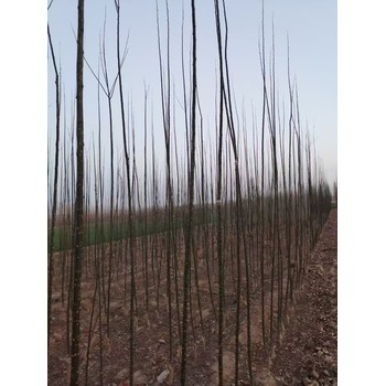 山東淄博周村區(qū)國(guó)槐小苗批發(fā)基地