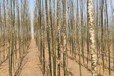 山東市北區(qū)國槐3公分價格