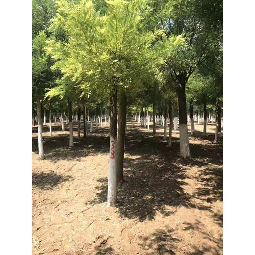 山東東昌府區(qū)金枝槐苗木基地金枝槐種植十年