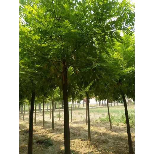河北海興金枝槐種植基地產(chǎn)地貨源