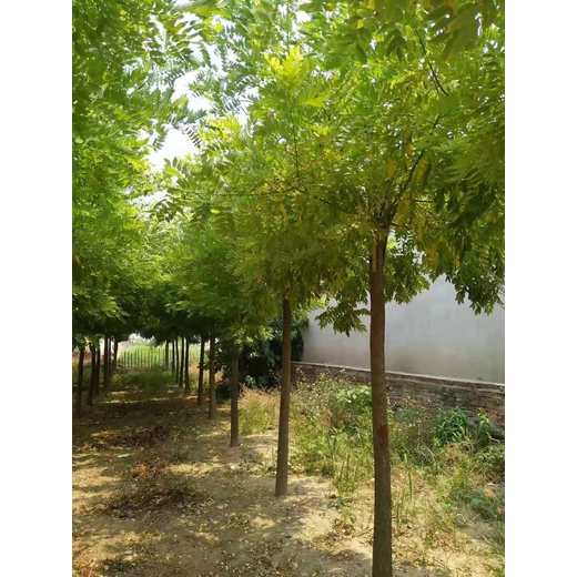 山東聊城莘縣金枝槐原產(chǎn)地金枝槐種植十年