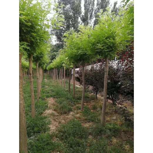 山東東阿金枝槐種植基地自產(chǎn)自銷