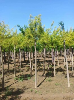 山东临沂沂水金枝槐苗木基地金枝槐种植十年