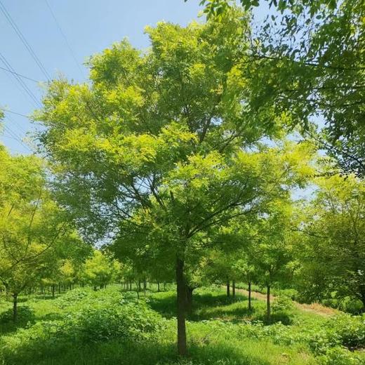 山东潍坊寒亭区金枝槐种植基地供应