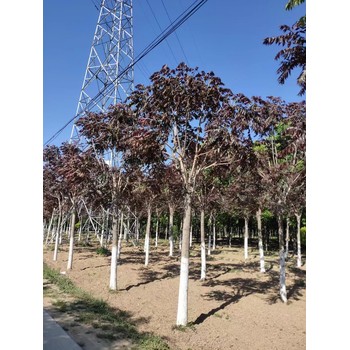 山東河口區紅葉椿苗圃基地