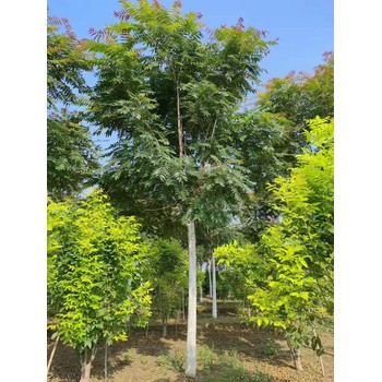 山東煙臺萊州紅葉椿種植基地