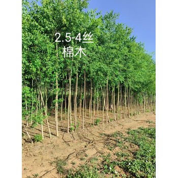 山東嘉祥絲棉木小苗基地