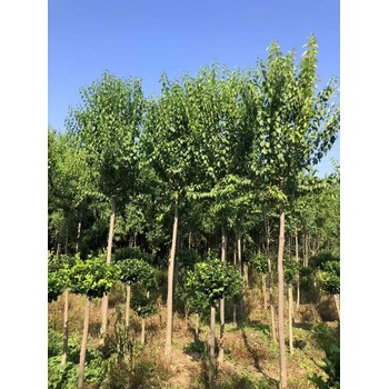 山東煙臺龍口絲棉木生產(chǎn)基地