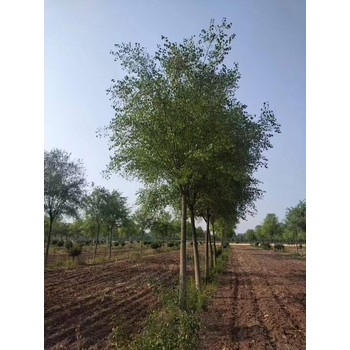 山東菏澤單縣絲棉木苗圃基地