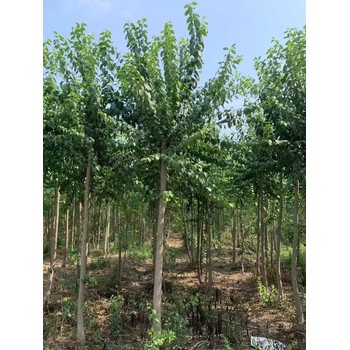 山東菏澤單縣絲棉木苗圃基地
