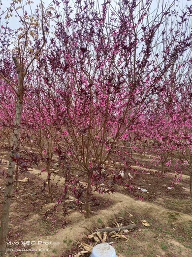 山東萊西紅葉碧桃苗圃基地
