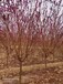 山東歷下區(qū)紅葉碧桃基地批發(fā)
