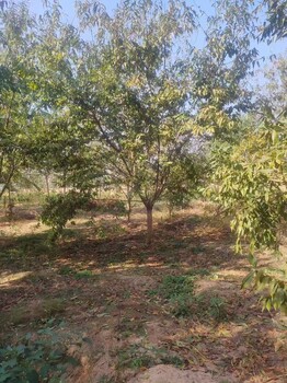 山東臨沂蒼山紅葉碧桃培育基地