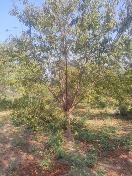 山東德州寧津紅葉碧桃基地批發(fā)