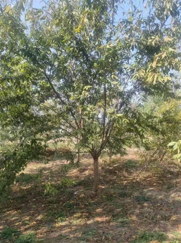 山東濟(jì)寧汶上紅葉碧桃種植基地