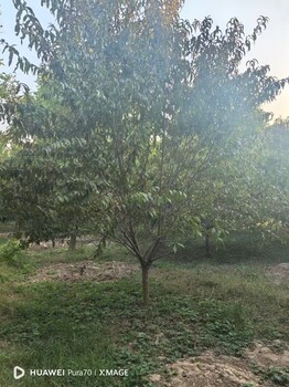 山東德州武城紅葉碧桃苗圃基地