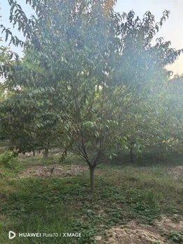 山東濟(jì)寧汶上紅葉碧桃種植基地