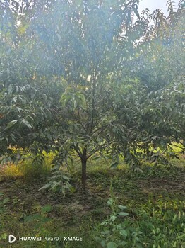 山東德州寧津紅葉碧桃基地批發(fā)