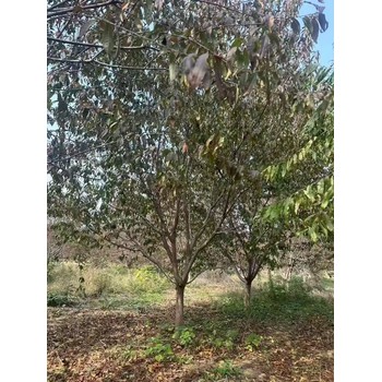 山東淄博張店區(qū)紅葉碧桃基地批發(fā)
