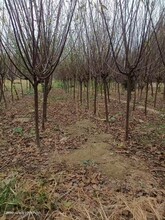 山東莒縣榆葉梅苗圃基地圖片