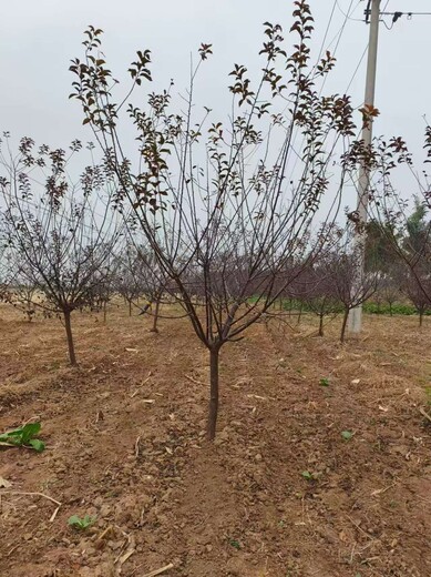 山东潍坊诸城榆叶梅苗圃基地