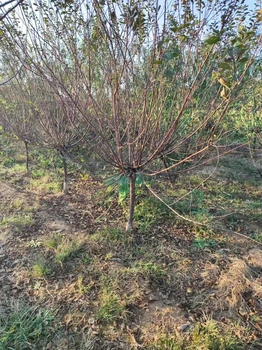 山東菏澤榆葉梅基地批發(fā)