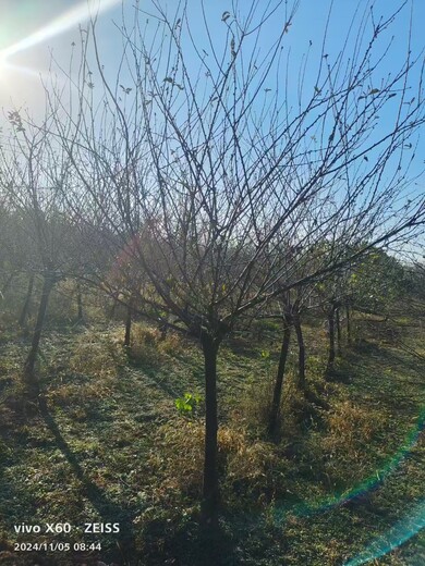 山东郯城榆叶梅基地批发