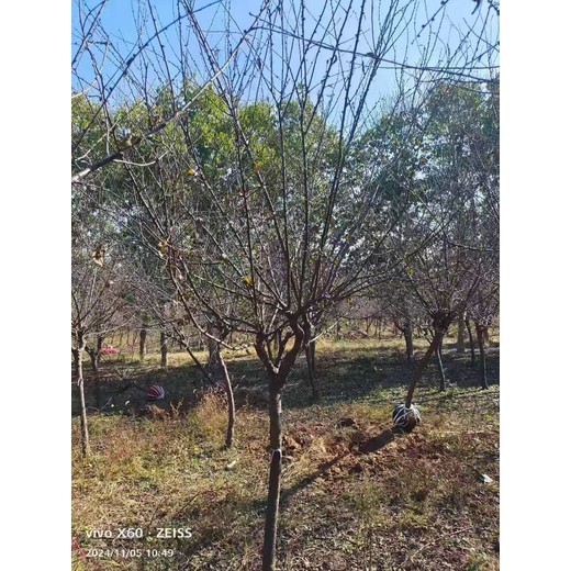 山东烟台福山区榆叶梅培育基地