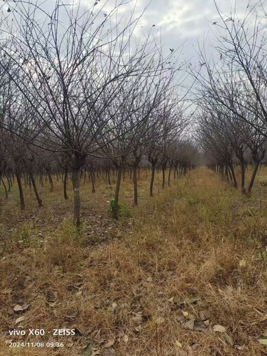 山東膠州榆葉梅培育基地