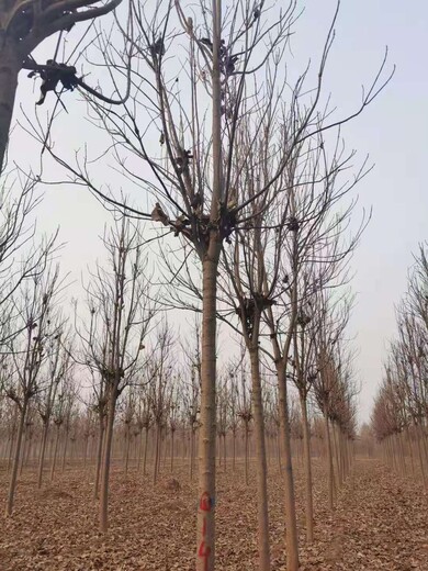 山东临沭楸树苗木基地