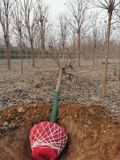 山东莒南楸树种植基地