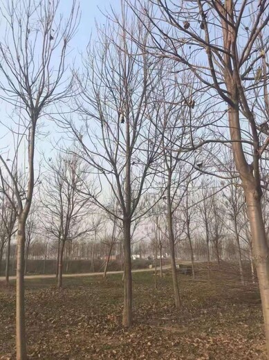 山東平度楸樹種植基地