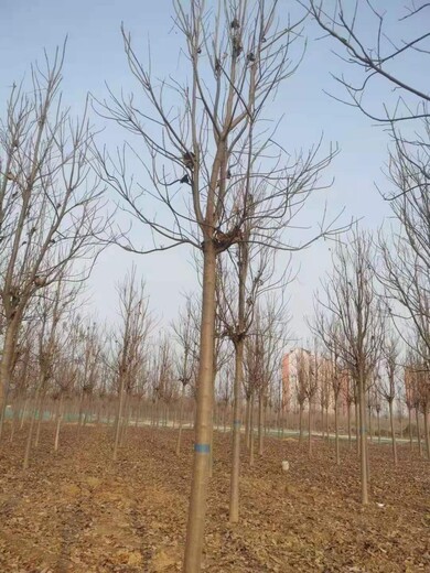 山東膠南楸樹批發(fā)基地