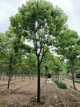 山東東營墾利楸樹批發(fā)基地