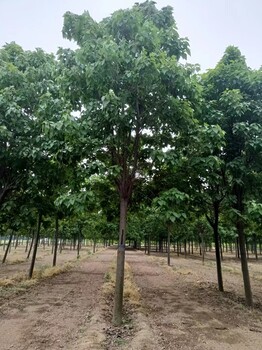 山東淄博博山區(qū)榆葉梅種植基地