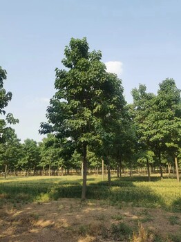 山東泰安楸樹(shù)種植基地
