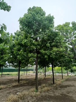 山東青島膠州楸樹批發(fā)基地