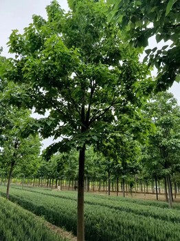 山东菏泽定陶楸树种植基地