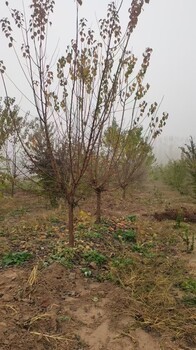 山東濱州惠民山杏樹培育基地