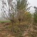 山東膠州山杏樹培育基地