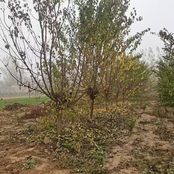 山東濱州惠民山杏樹培育基地