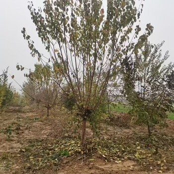 山東濱州惠民山杏樹培育基地