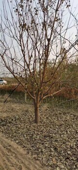山東羅莊區(qū)山杏樹生產(chǎn)基地
