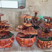 冠縣靈芝養(yǎng)殖基地聯(lián)系方式圖片