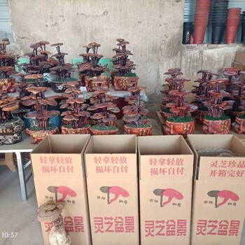 中國冠縣大的靈芝基地