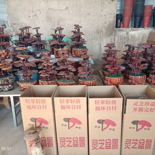 山東聊城冠縣靈芝產(chǎn)地哪里好