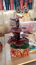 冠縣靈芝產(chǎn)地哪里好圖片