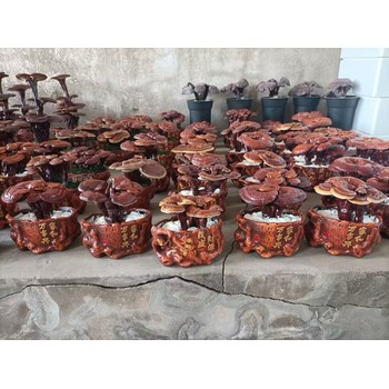 中國冠縣大的靈芝基地