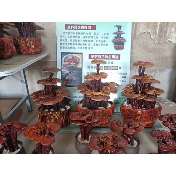 中國冠縣大的靈芝基地